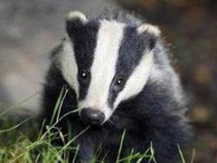 Small badger