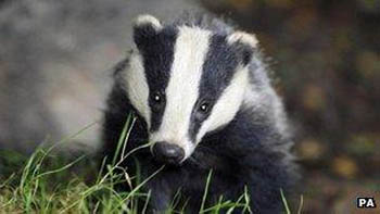 Small badger