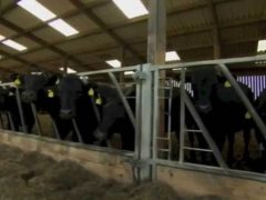 Cow shed - Countryfile 24 August 2014