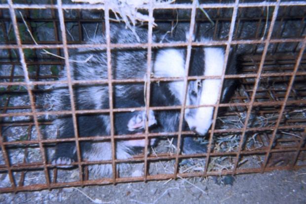 Caged badger
