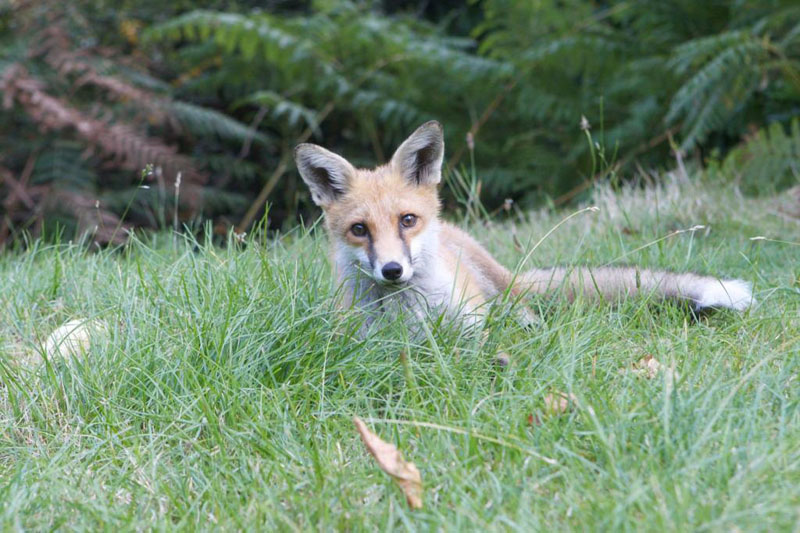 Ollie The Fox
