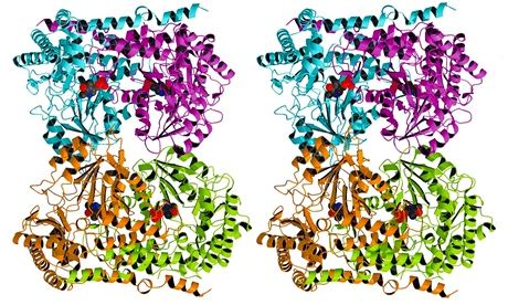 Stereoscopic image of an enzyme