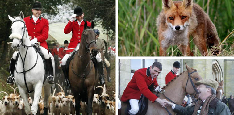 Repealing fox hunting ban is a waste of time