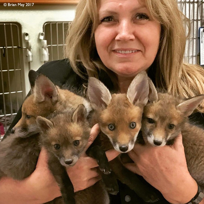 Anne Brummer and fox cubs