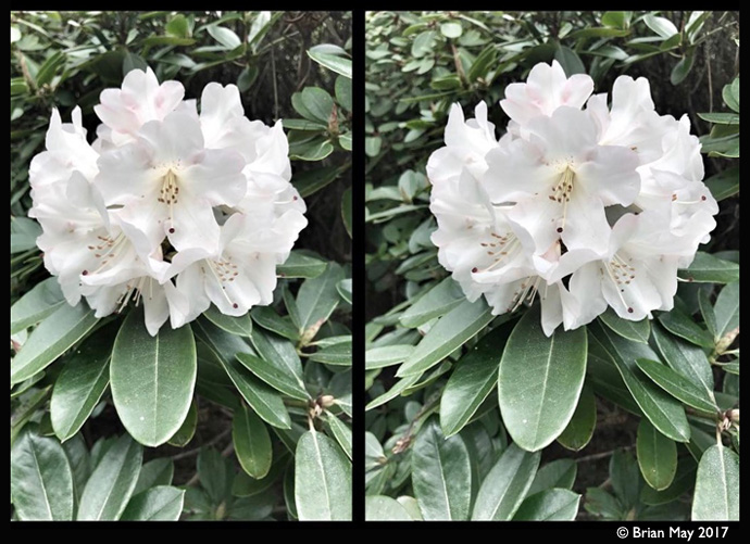 White Rhododendro