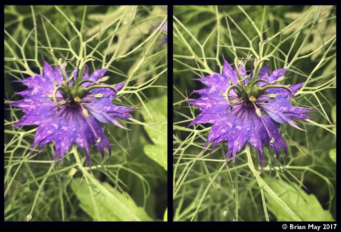 Love in a Mist - stereo
