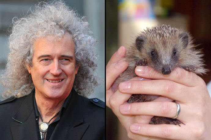 Brian May and hedgehog