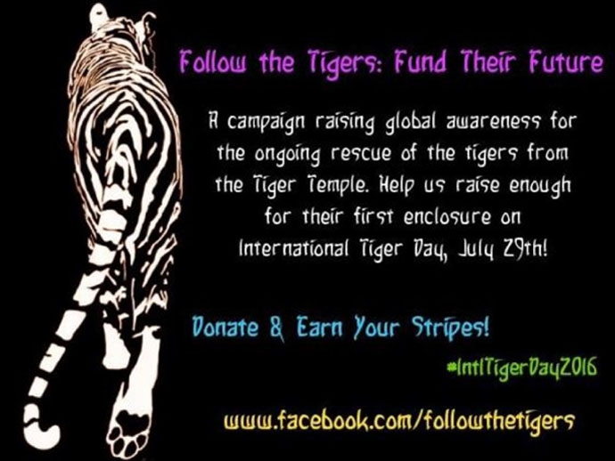 Follow the tigers