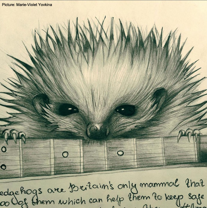Hedgehog by Marie-Violet Yovkina