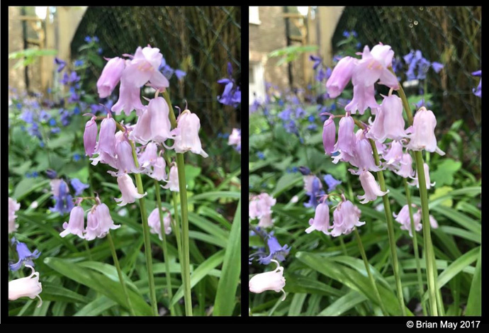 Pink Bluebells stereo