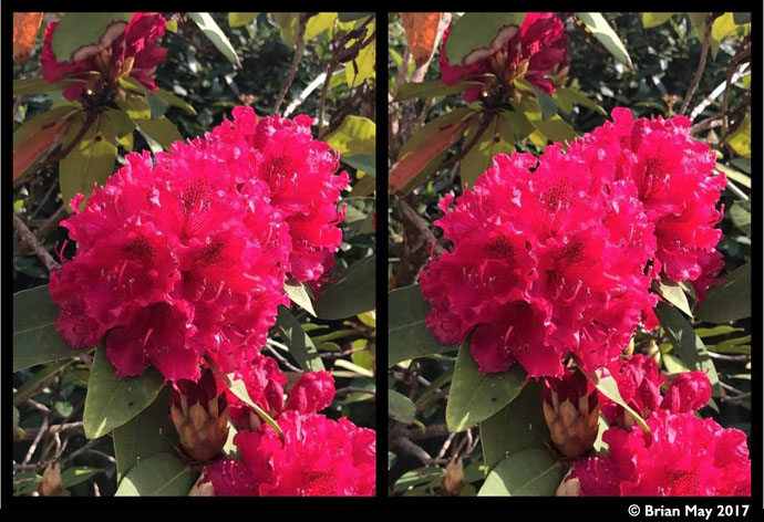 Rhododendron - stereo