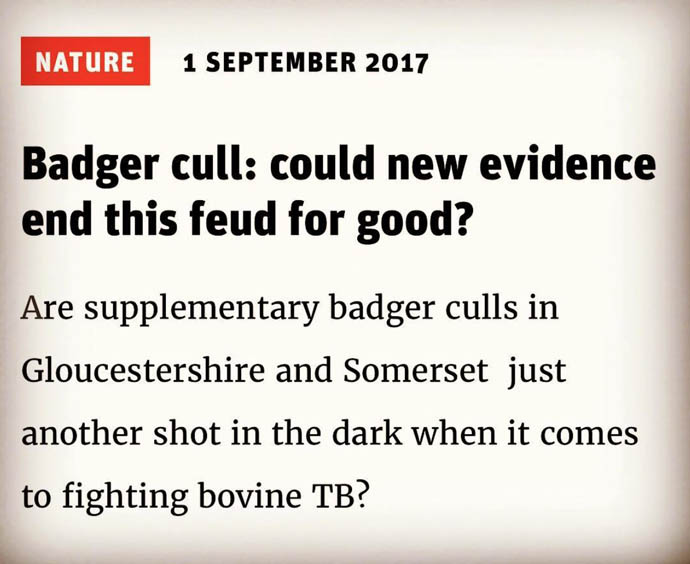 New Statesman on Badger Cull