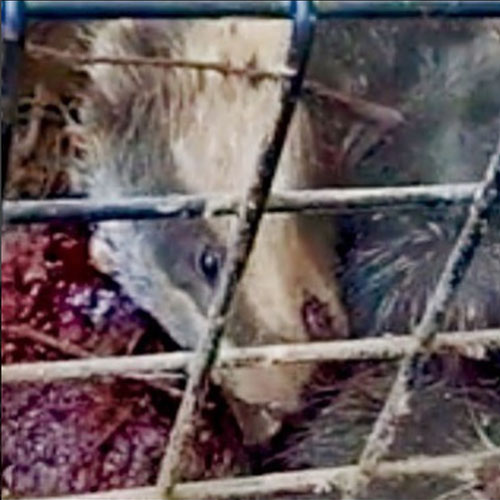 Shot caged badger