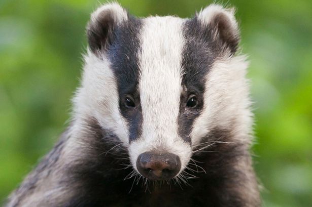 Badger - Getty images