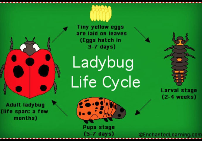 Ladybug life cycme