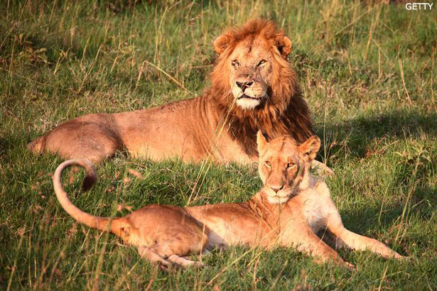 Lions in Nairobi