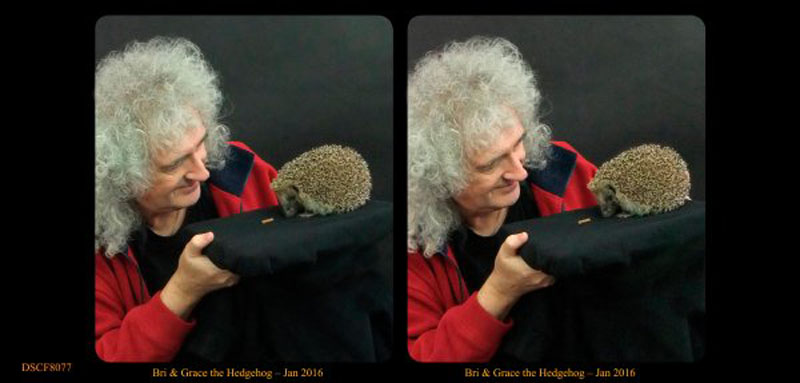 Bri and hedgehog