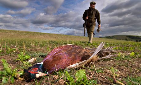 A pheasant shot in a field