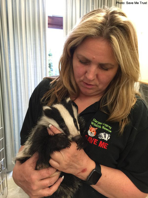 Adam the badger cub with Anne Brummer