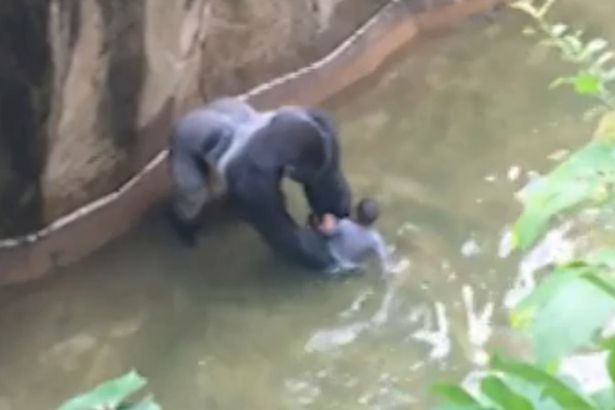 Boy falls into gorilla enclosure