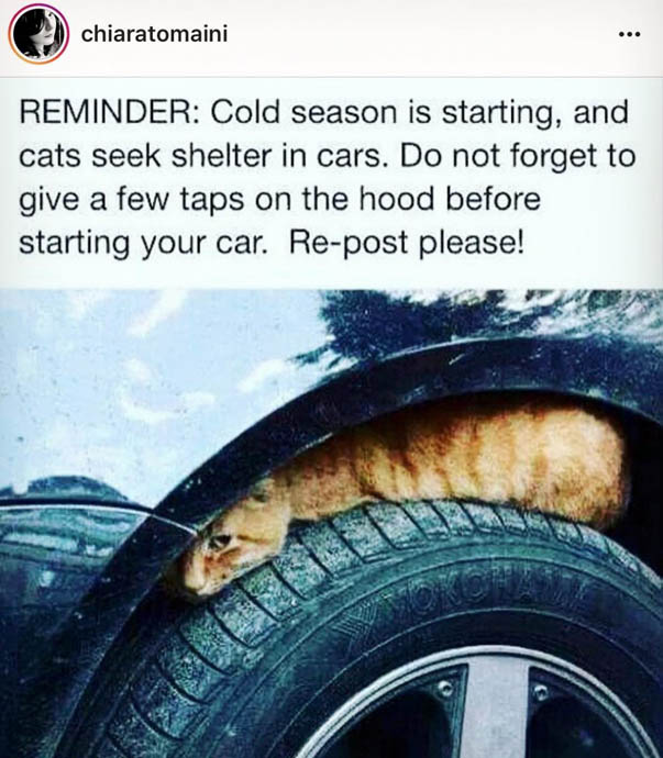 Check under car hood