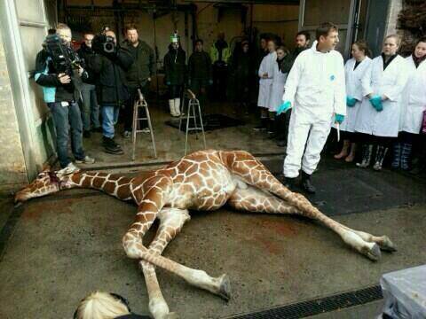 Giraffe killed
