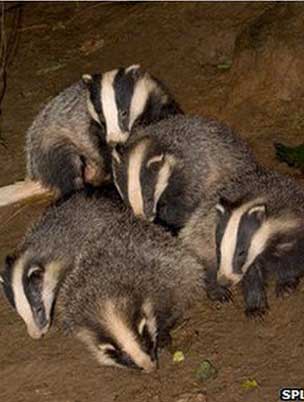 Badgers playing