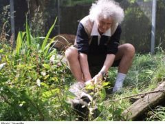Brian May plays with young badger