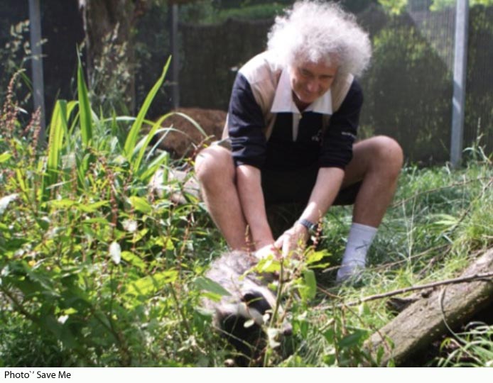 Brian May plays with young badger
