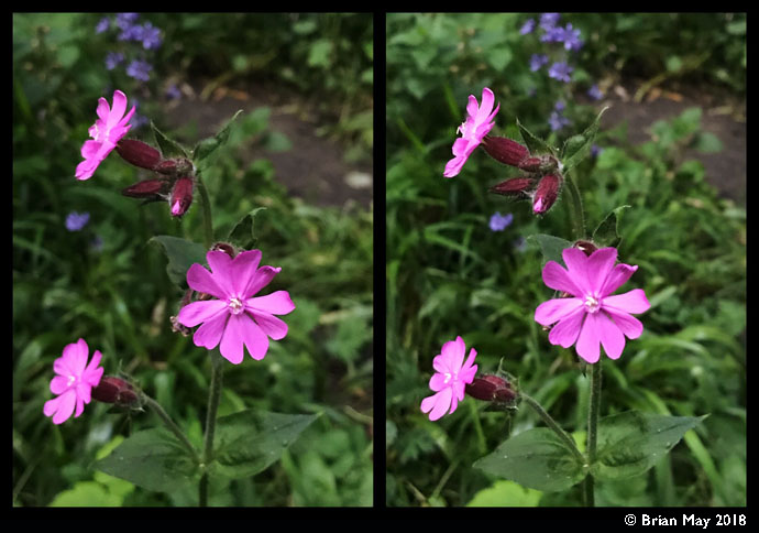Red Campion - stereo