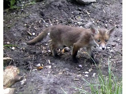 Baby fox - mono