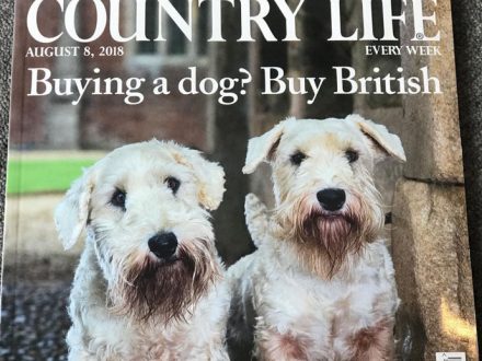 Country Life - Buying A Dog? 8 August 2018