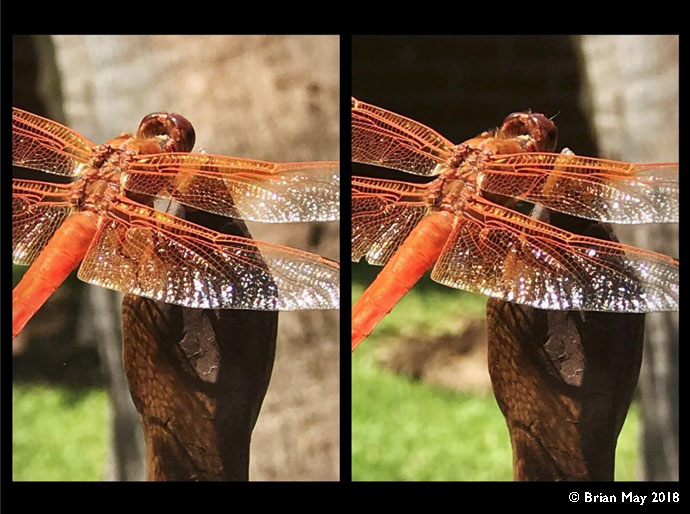 Dragonfly 04 stereo
