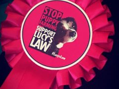 Lucy's Law rosette