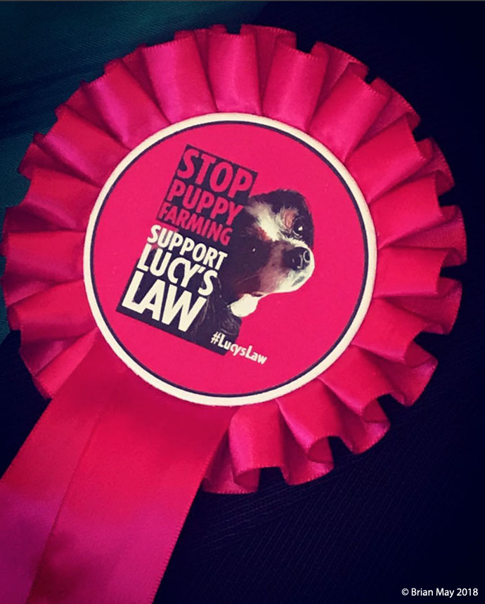 Lucy's Law rosette