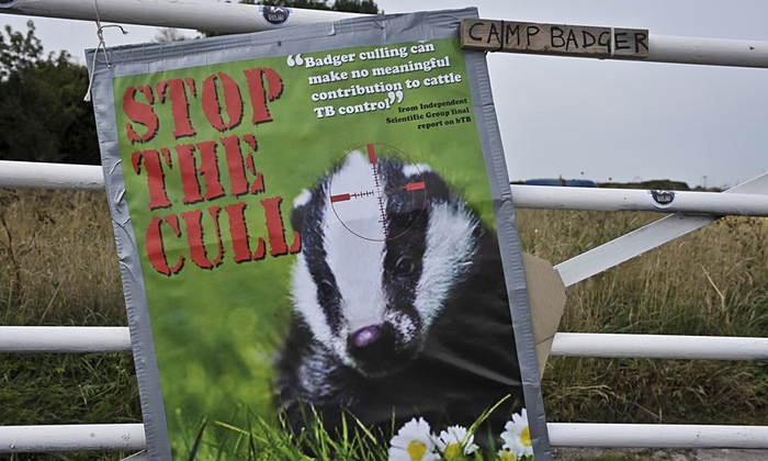 Anti badger cull poster