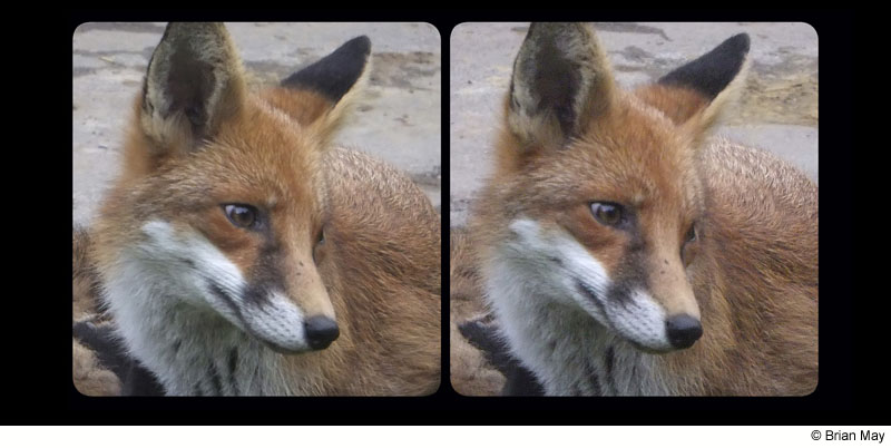 Fox portrait - stereo