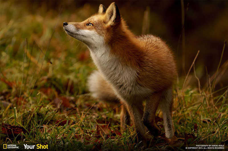 Fox - a beautiful creature