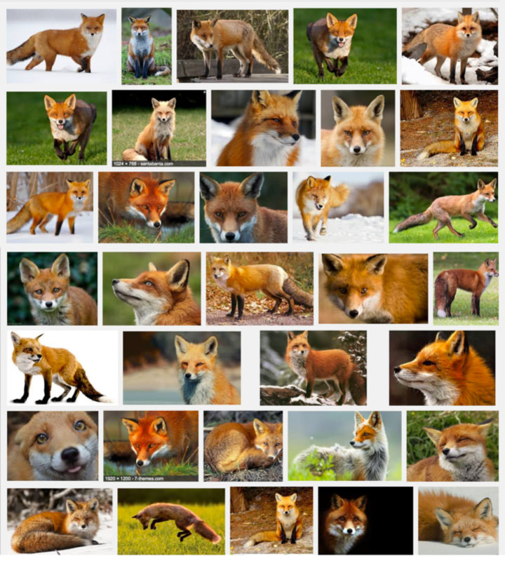 Fox photos