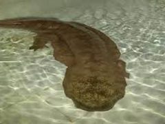 Giant Salamander