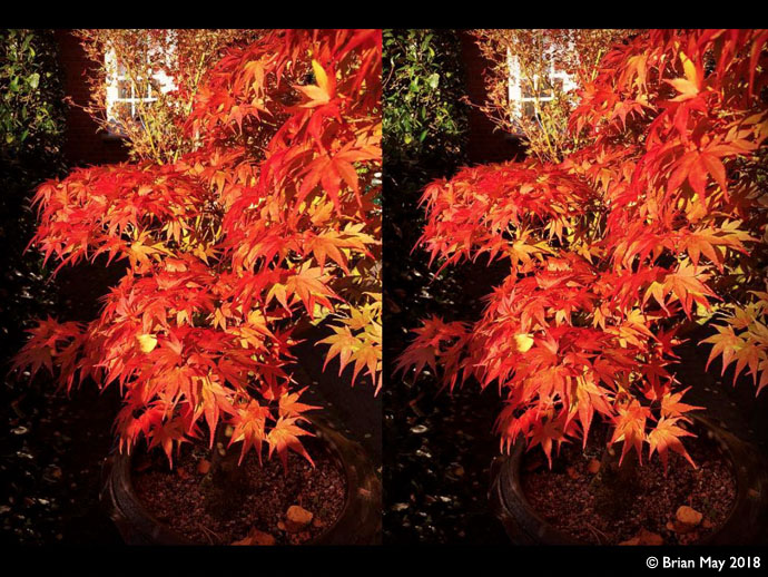 Autumn Acer - stereo