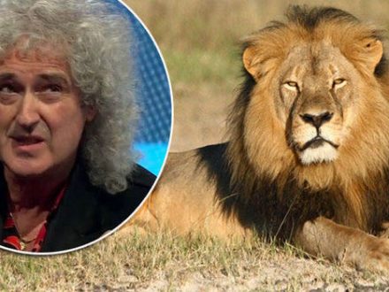 Brian May demands Cecil's Law