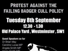 Failing Badger Cull protest poster