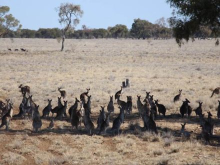 Kangaroos