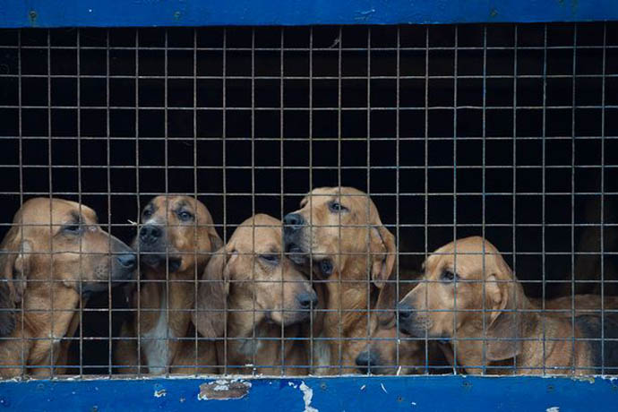 Bloodhounds waiting for drag hunt
