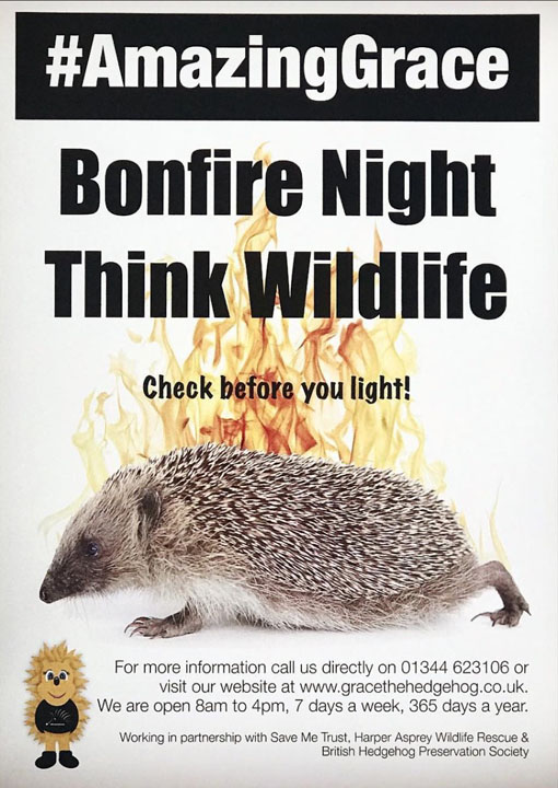 Bonfire night - think wildlife