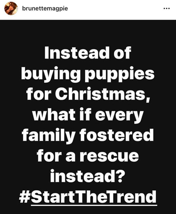 Foster a rescue dog at Christmas