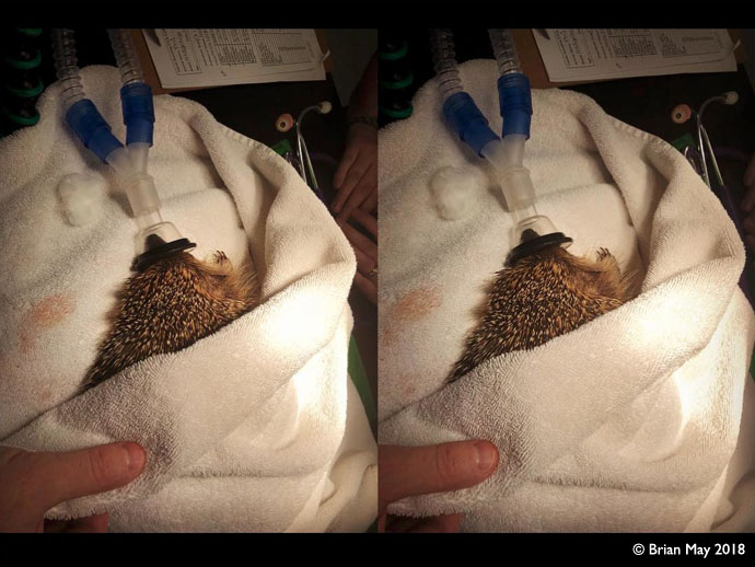 Hedgehog operation - breathing oxygen through tiny mask