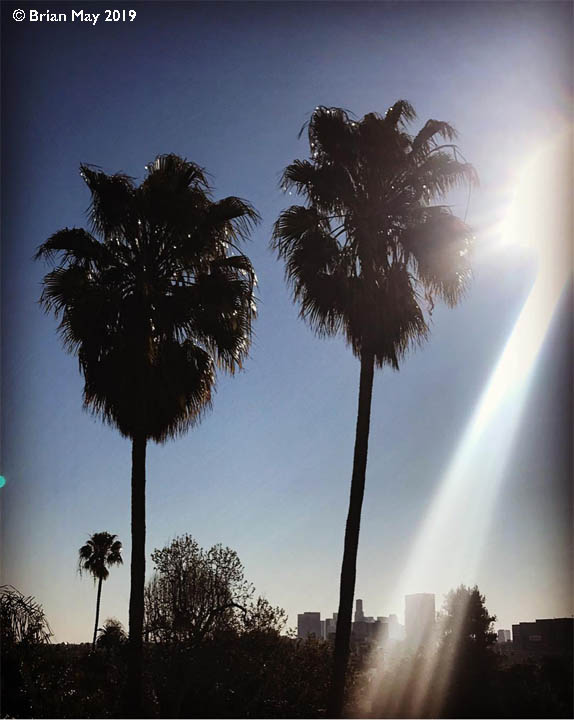 LA palm trees - great to be back