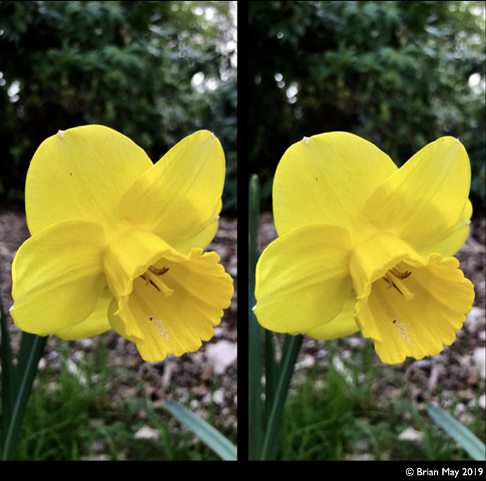 Daffodil - stereo